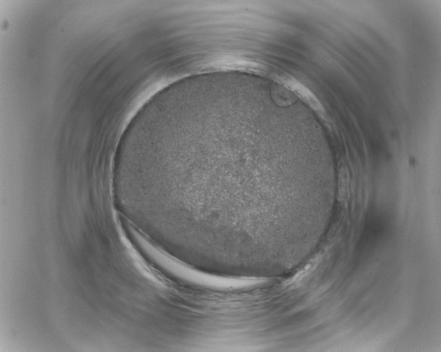 X0000066531039200603241356