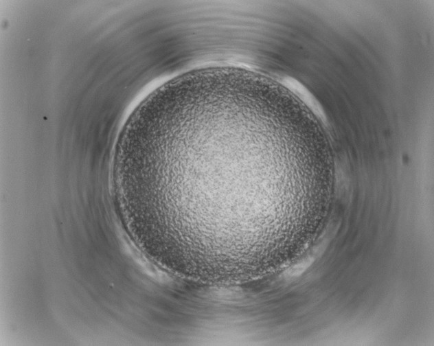 X0000066531052200603241357