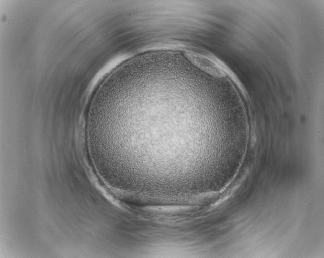 X0000066531053200603241357