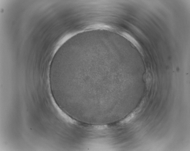 X0000066531055200603241357