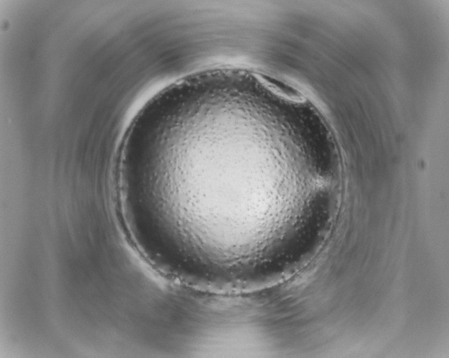 X0000066531056200603241357