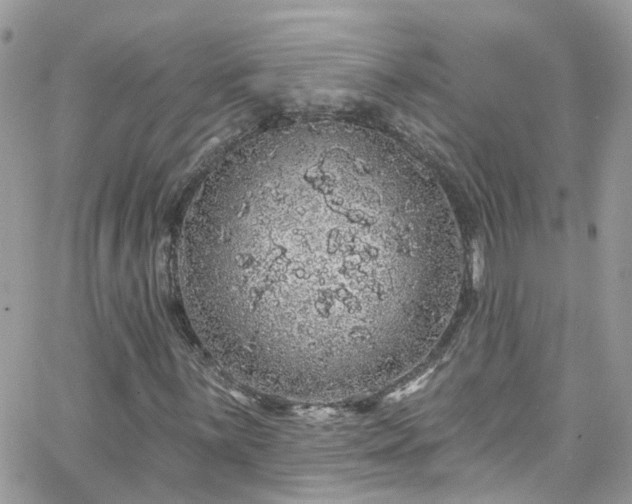 X0000066531059200603241356