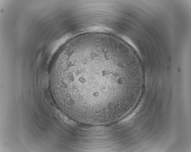 X0000066531067200603241356