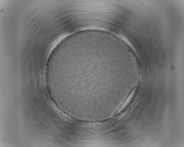 X0000066531068200603241356