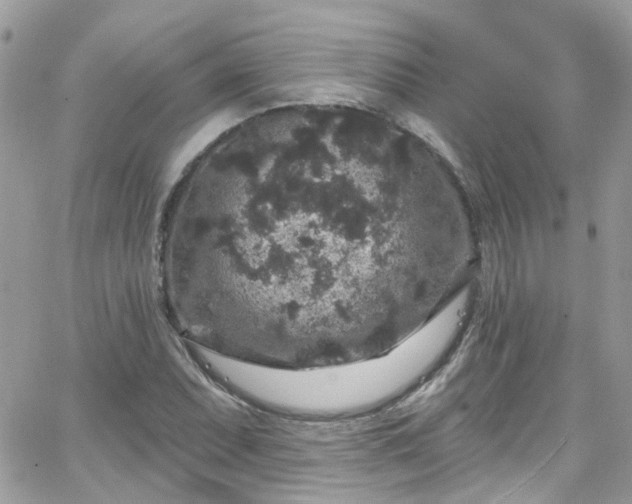 X0000066531071200603241356