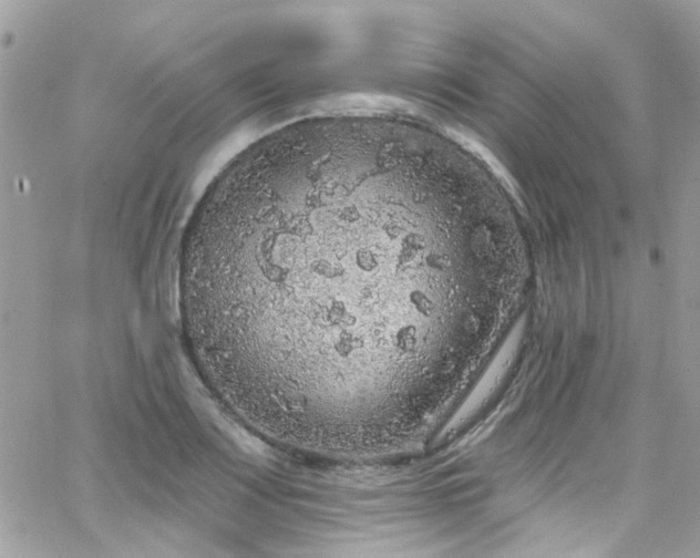 X0000066531083200603241355