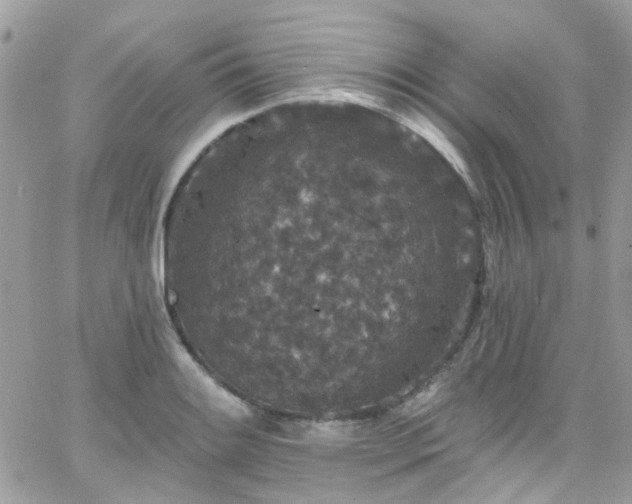 X0000066531084200603241355