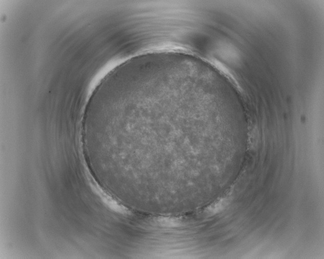 X0000066531086200603241355