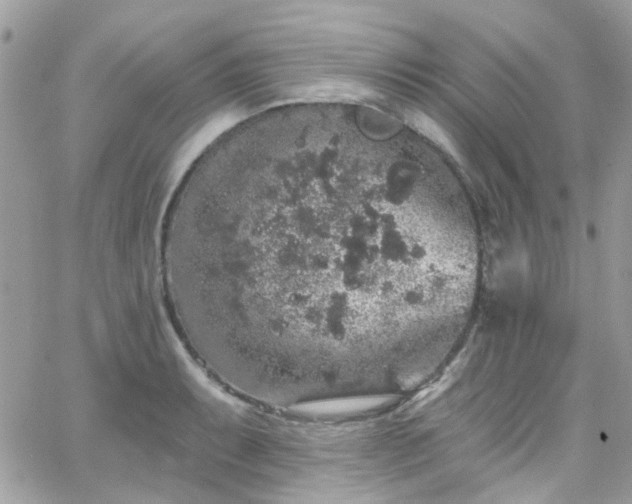 X0000066531087200603241355