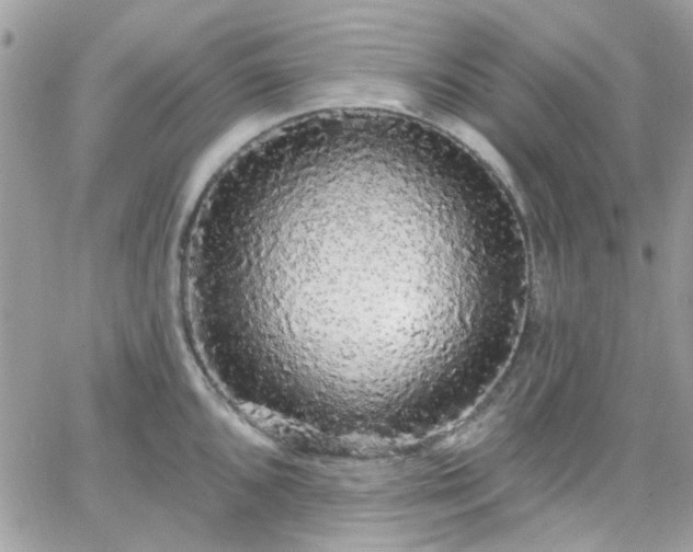 X0000066531096200603241355