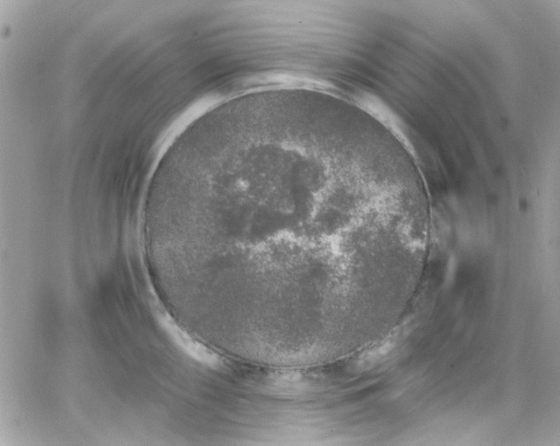 X0000066531098200603241355