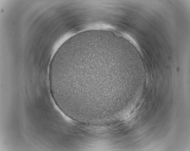 X0000066531103200603241355