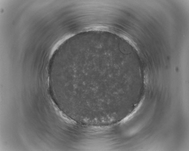 X0000066531117200603241355