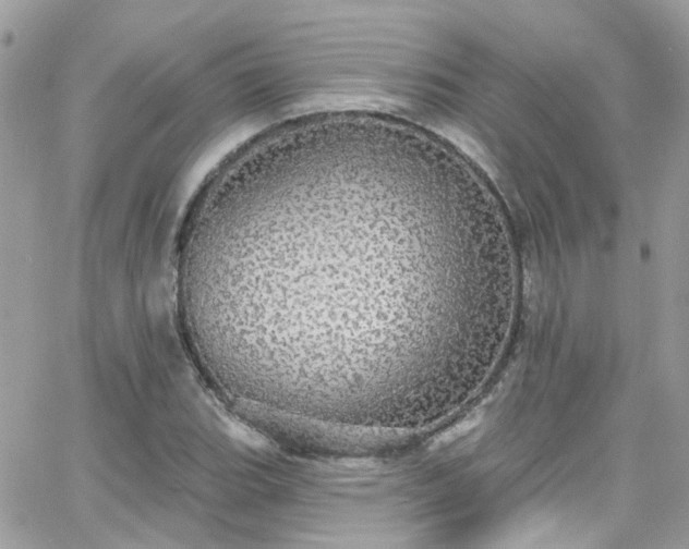 X0000066531119200603241355