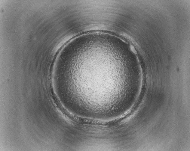 X0000066531129200603241355