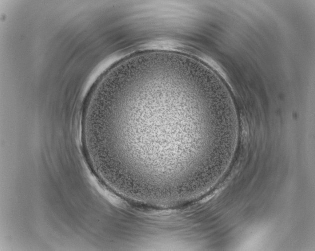 X0000066531131200603241355