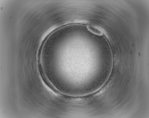 X0000066531135200603241355