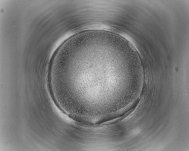 X0000066531139200603241355