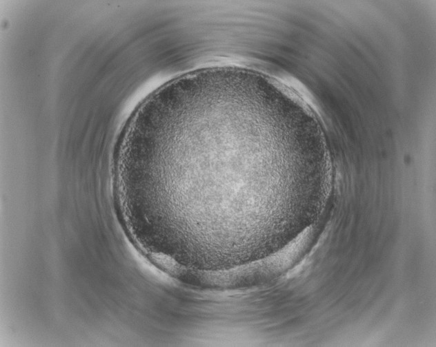 X0000066531143200603241355