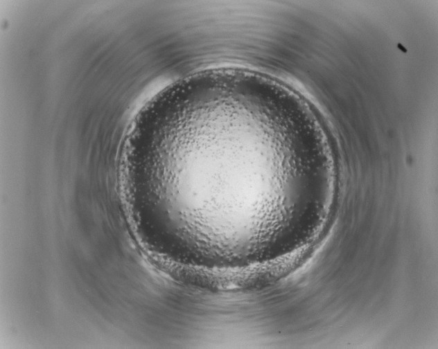 X0000066531145200603241355