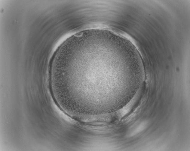 X0000066531147200603241355