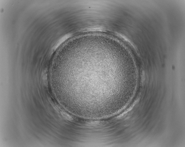 X0000066531162200603241354