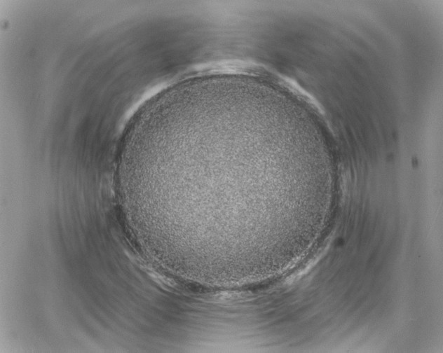 X0000066531166200603241354