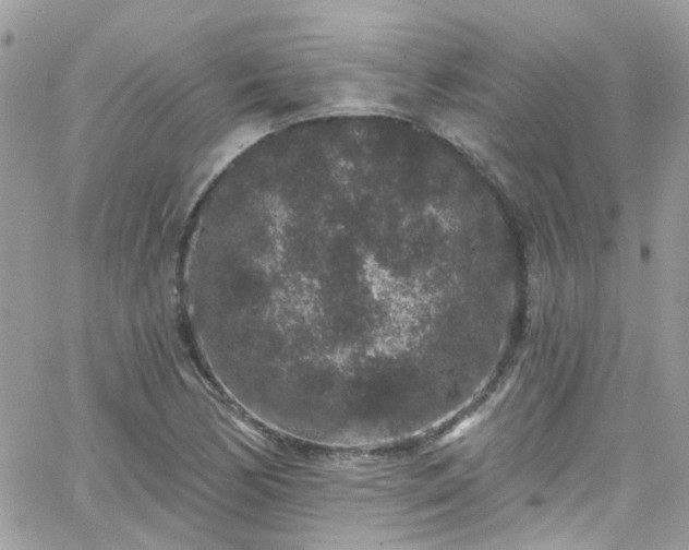 X0000066531170200603241354