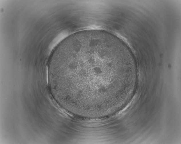 X0000066531171200603241354