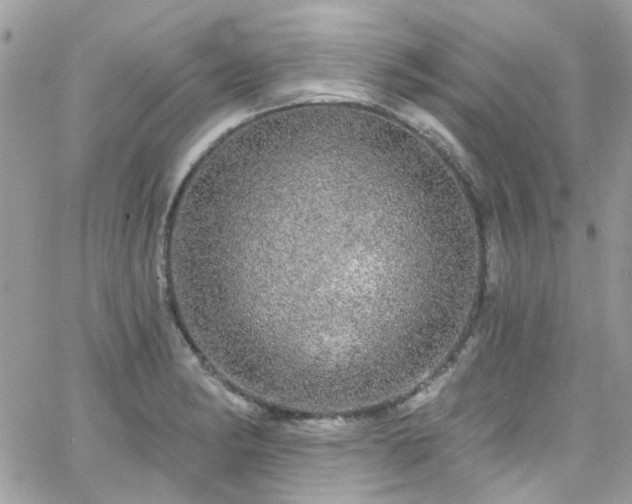 X0000066531182200603241354