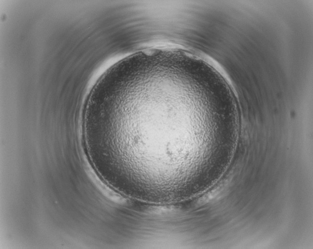 X0000066531195200603241354