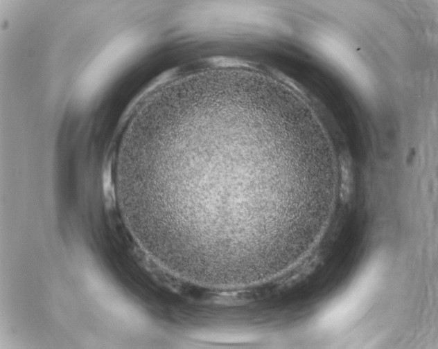 X0000066531198200603241354