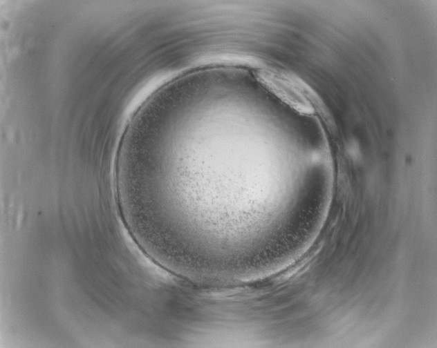 X0000066531199200603241354