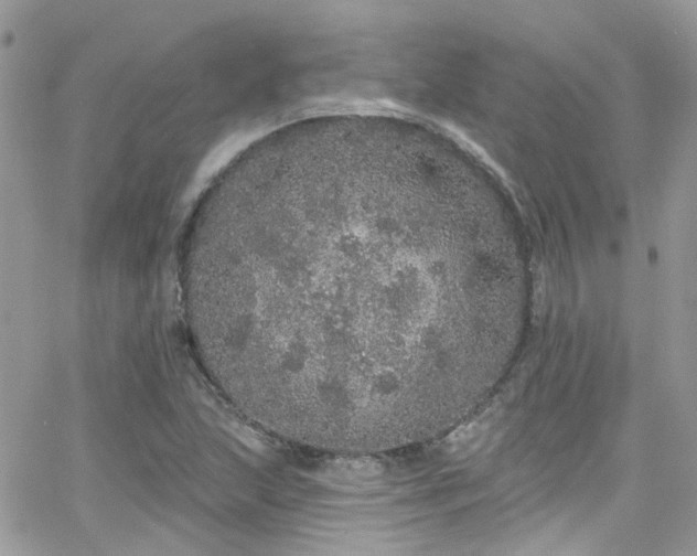 X0000066531215200603241353