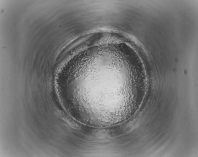 X0000066531217200603241353