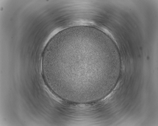 X0000066531227200603241353