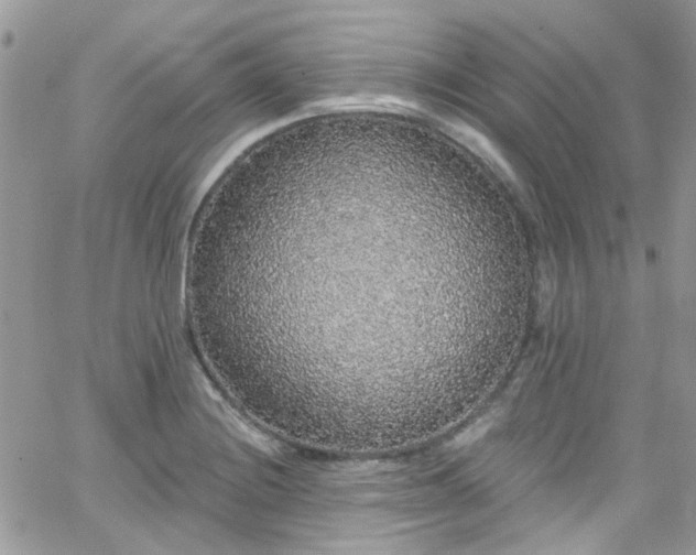 X0000066531228200603241353