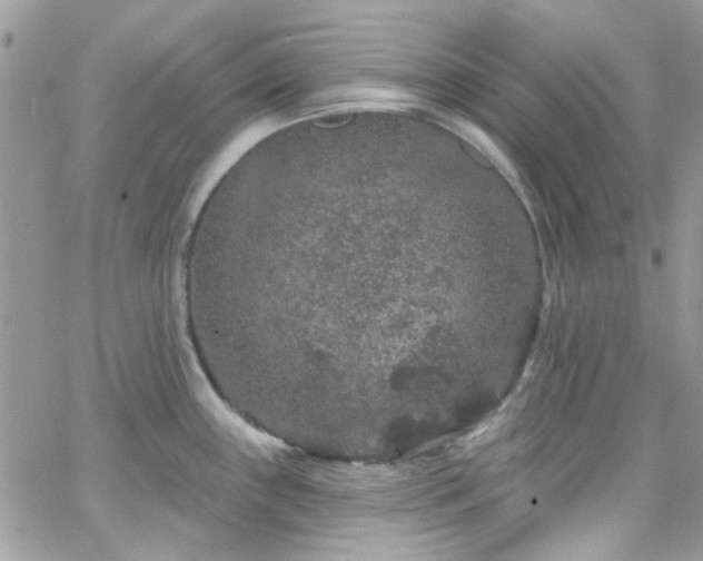 X0000066531243200603241353