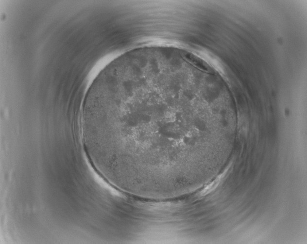 X0000066531247200603241354