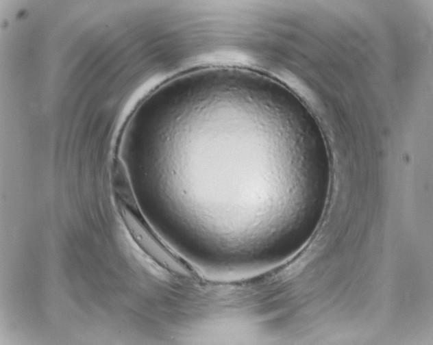 X0000066531248200603241354