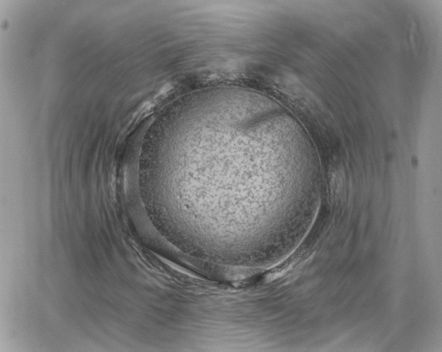 X0000066531250200603241353