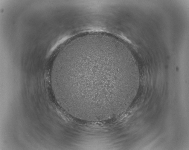 X0000066531255200603241353