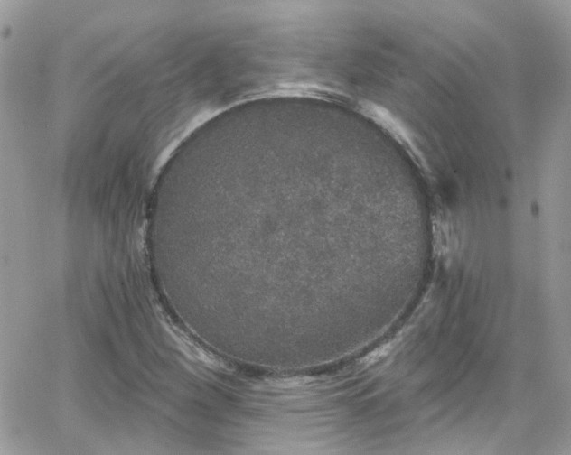 X0000066531260200603241353