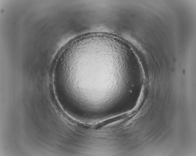 X0000066531264200603241353