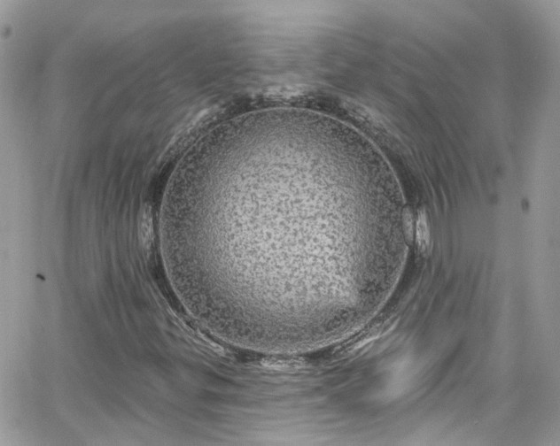 X0000066531299200603241351