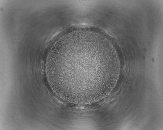 X0000066531301200603241351
