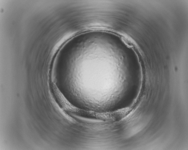 X0000066531333200603241352