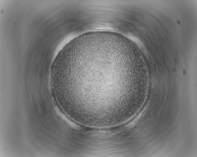 X0000066531374200603241351