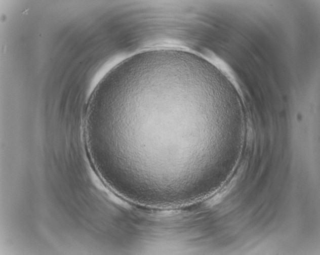 X0000066531390200603241351