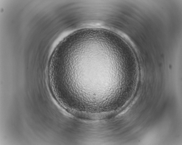 X0000066531432200603241350